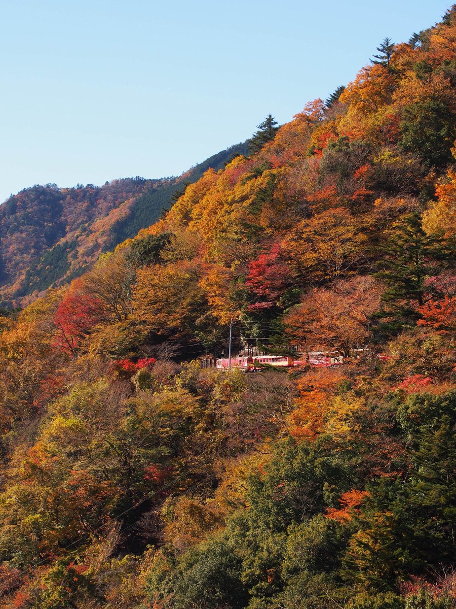 わかわか Twitter પર 紅葉の井川湖 井川駅からダムに向かう道路からは 森林の間を走る井川線の列車が見えます 大井川鐵道 井川線 南アルプスあぷとライン 井川ダム 井川湖 井川 紅葉 T Co Odorwc98zx Twitter