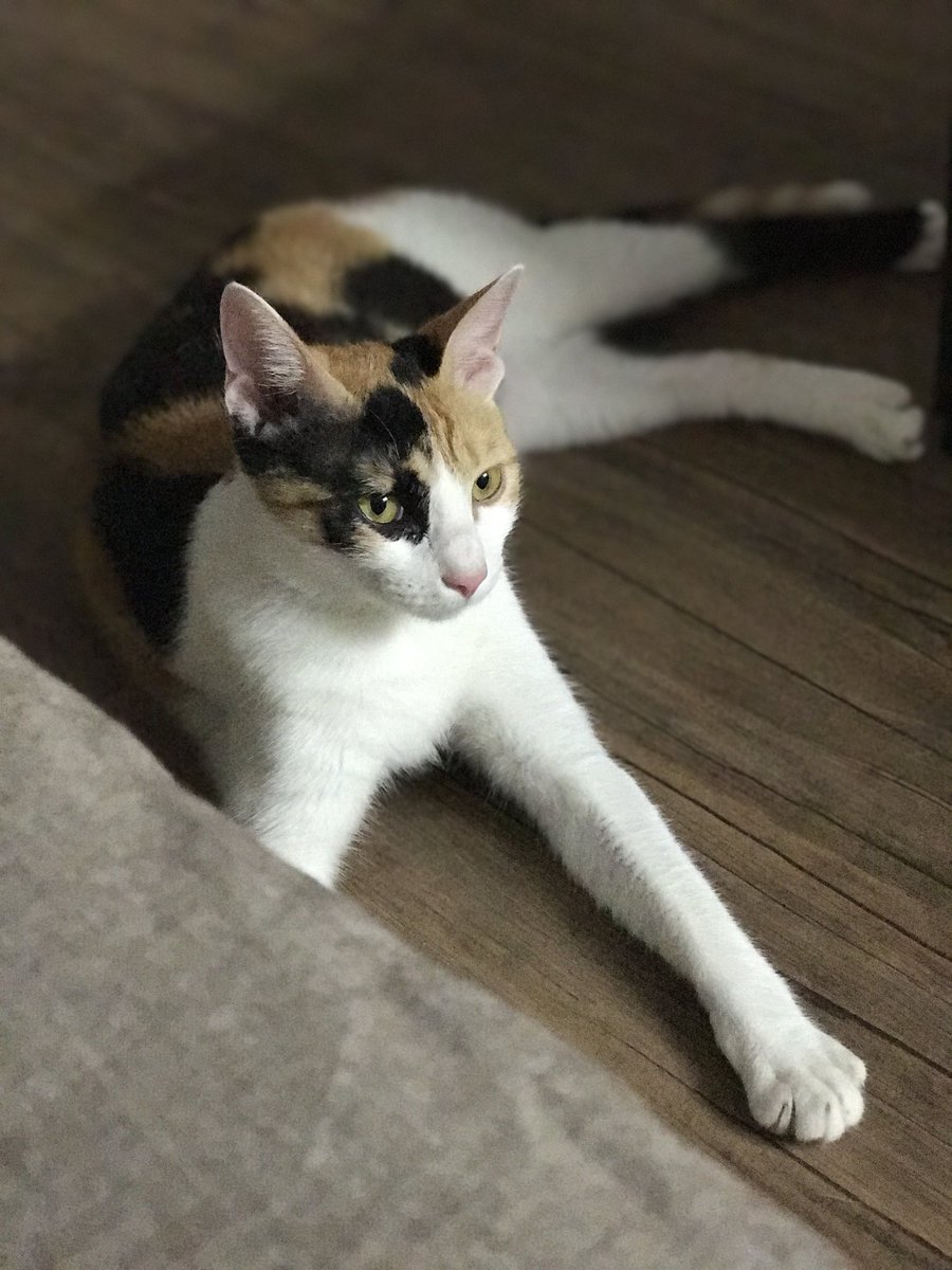 kkidcat's tweet photo. 마시🌨
- 하얀거
- 2009년생 한국참고양이

마요나🧡
- 노랗고 까맣고 하얀거
- 2016년생 한국참고양이 https://t.co/MeHgyAb0vM