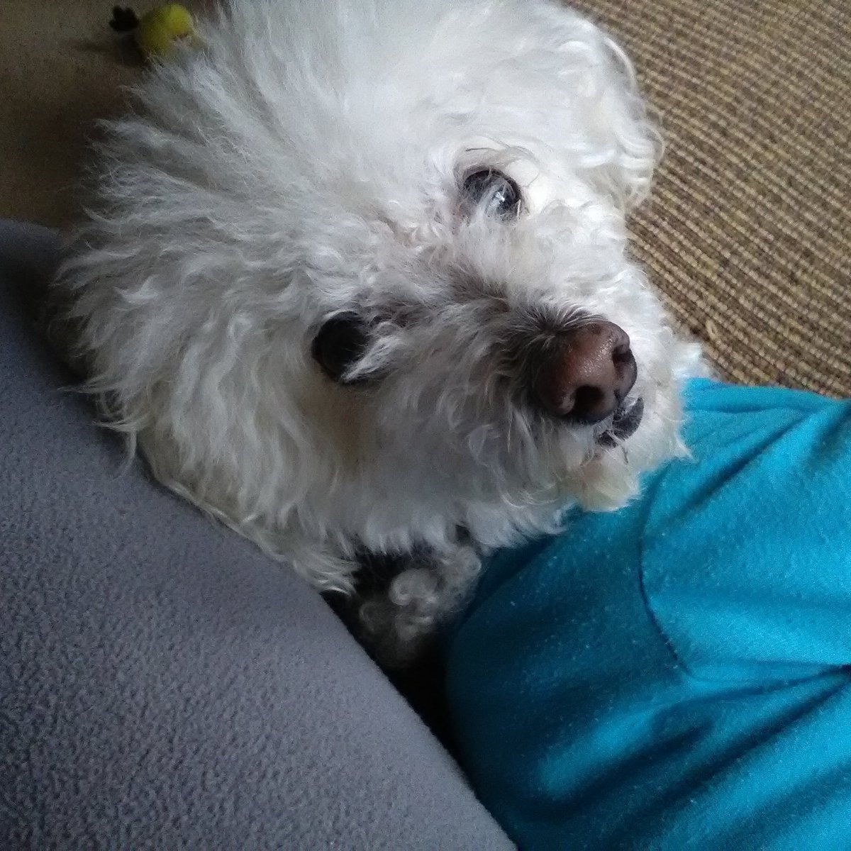 SeptemberDee's tweet photo. @lazboy Jaxx is my deserving duo member! We would love a new, durable,stain resistant couch big enough for both of us! For a small dog, he takes up lots of space! #HOMEments #12DaysOfGiving https://t.co/GljHCKtvyb