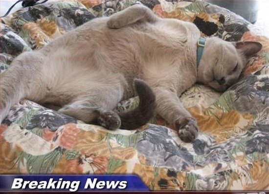CollWrksYukon's tweet photo. BREAKING NEWS: Still feeling this way 2 days after Thanksgiving. 
#PostTurkeyDay #BreakingNews #CollisionWorks
https://t.co/l97HvYWCpA https://t.co/V0xQMbBVJZ