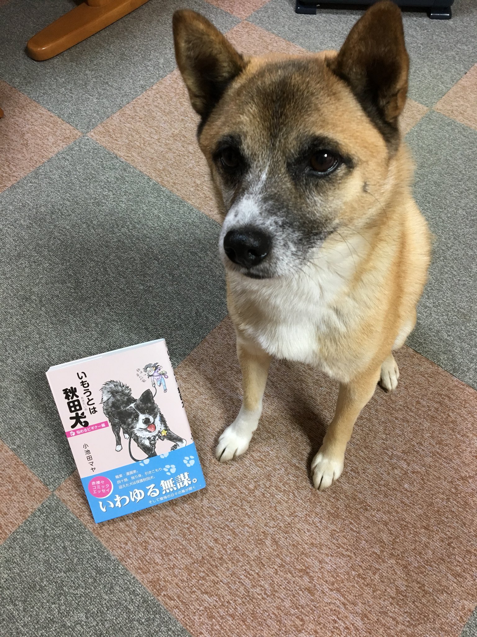 愛犬 ロキ いもうとは秋田犬 運命の出会い編に続き悩めるビギナー編も良かったぁ 南ちゃん けやきちゃん Kabooくん あーもう次が待ち遠しいよ いもうとは秋田犬 悩めるビギナー編 小池田マヤ T Co Sqppjyhwn6