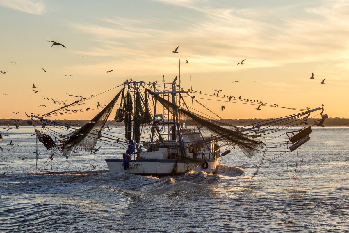 RollWithSoul's tweet image. Shrimpin. @RealSaltLife @nytimesphoto #fishing #PhotoOfTheNight