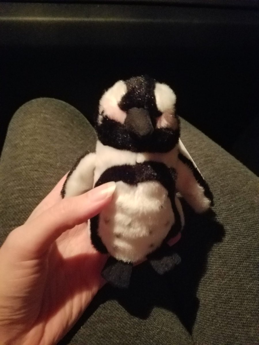 AquilaPrincess's tweet photo. It's all because we picked up this little guy for luck last night and named him Phil Kessel!
#LetsGoPens #PhilForPresident
 @penguins @PKessel81 https://t.co/Vco8GGyf8x