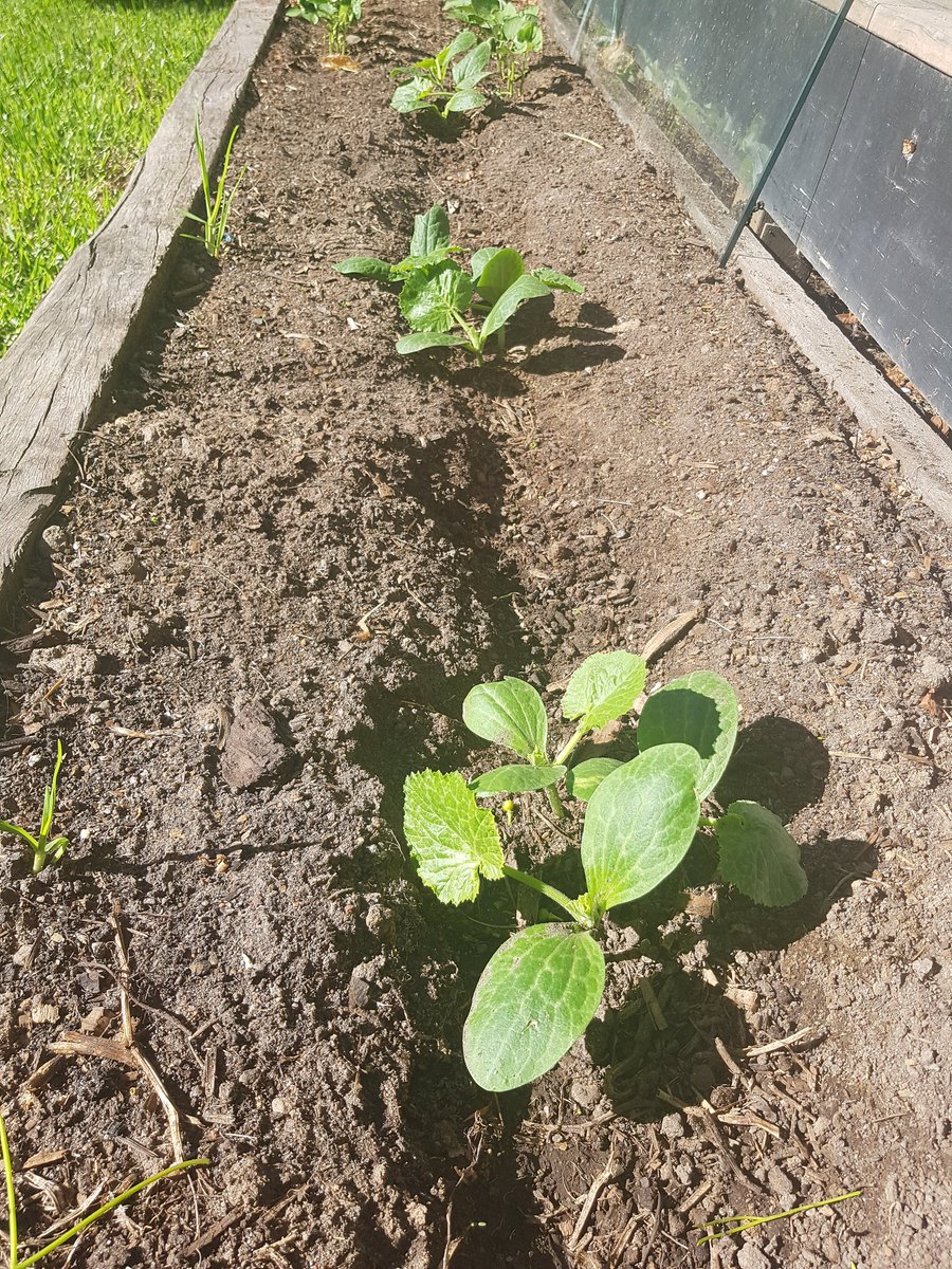 Joe Grbac tweet media