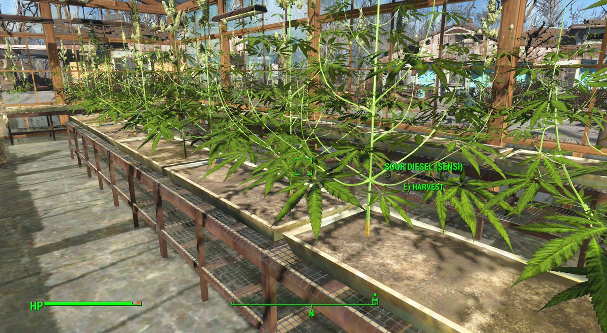 Scootman1911's tweet photo. Why play #Fallout4 on computer? Because I can grow weed, obviously.
#ModsAreFun https://t.co/isNjZWOf2E