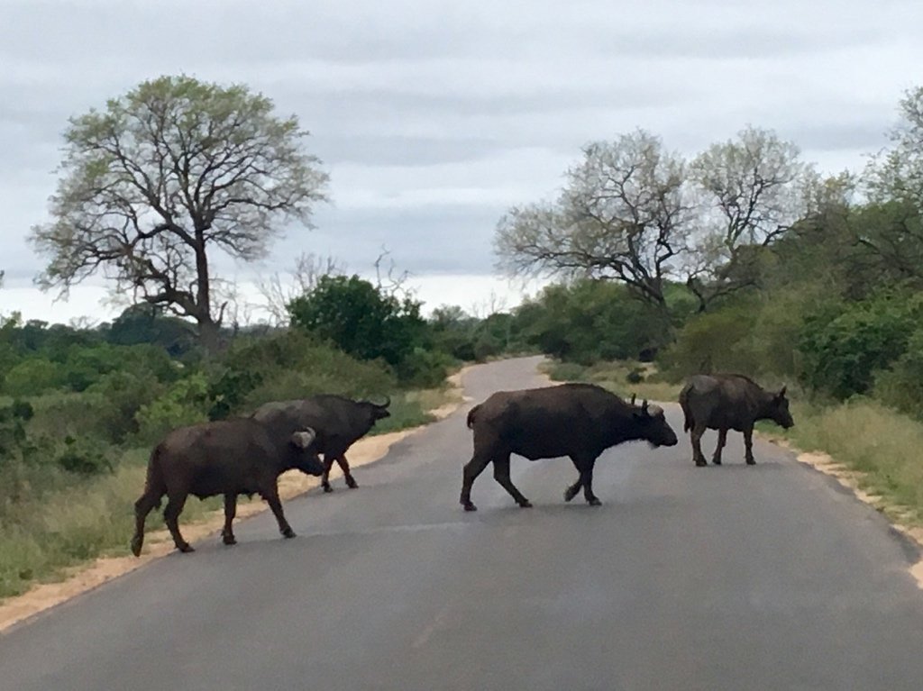 Marilyn_Res's tweet photo. RT @kejames Sightings on game drive tonight in Kruger NP:
Giraffe
Zebra
Buffalo
Bull elephant in musth
Tawny eagle
Hyena
Goliath heron
Woodland kingfisher
To sum up, I can now die.
Okay maybe not til I see lion and rhino.
Thank you, #iBOL2017. https://t.co/AI22OnkbSr