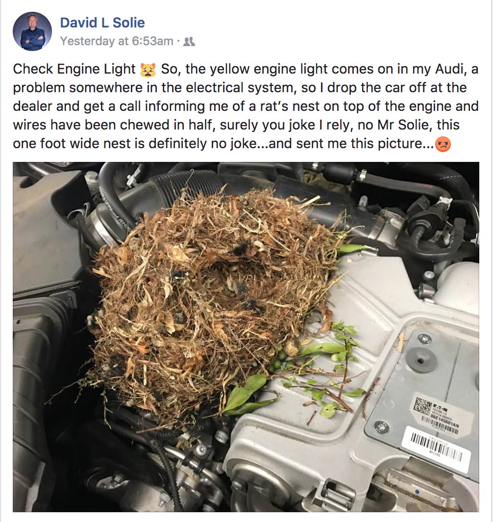 kyttenjanae's tweet image. so a rat straight up built a home in my dad's car and i think its the funniest thing ever like u can see his lil bed lmaooo stay cozy homie 🐹