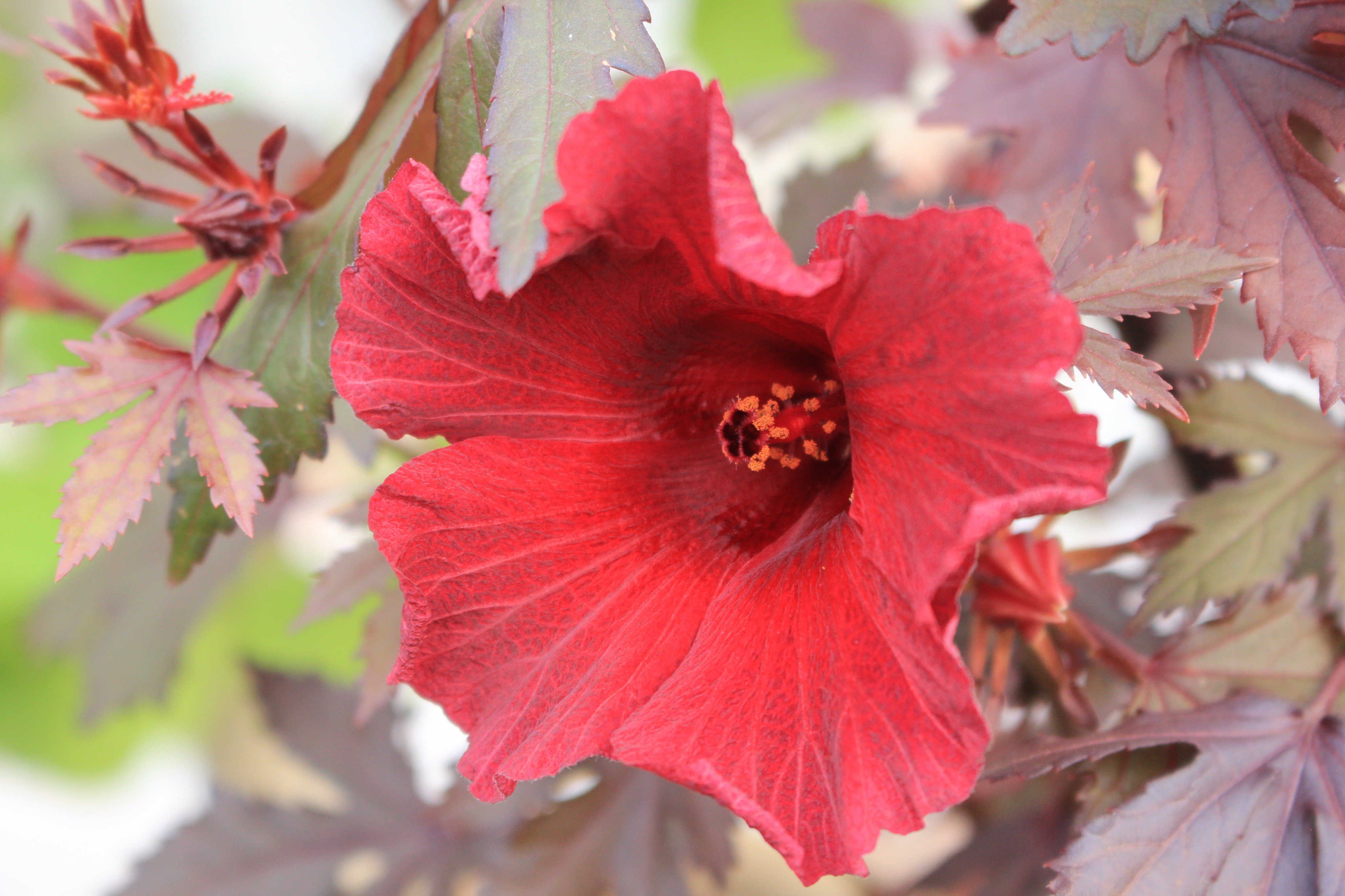 تويتر 咲くやこの花館 على تويتر ハイビスカスワールドにて シックな色合いの花を発見 こちらは ハイビスカス アケトセラ ブラックキング 明るい色が多い ハイビスカス の中で 深い赤の花と葉はとても目立っています 花の寿命は短く キレイにみられるのは