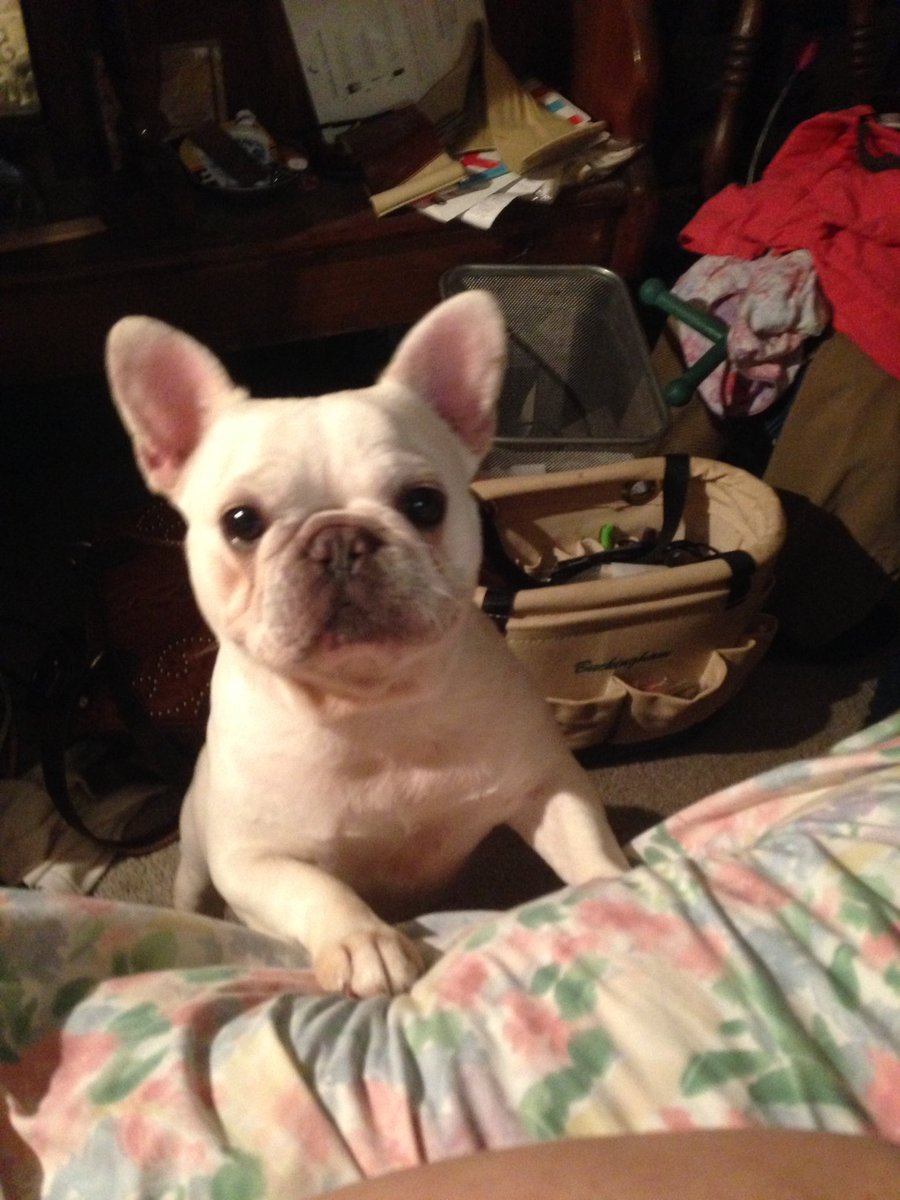 KandisBonnet's tweet photo. Savvy says how dee do #dm3kyle Don't mind my Christmas dog https://t.co/UWNRimPLvB