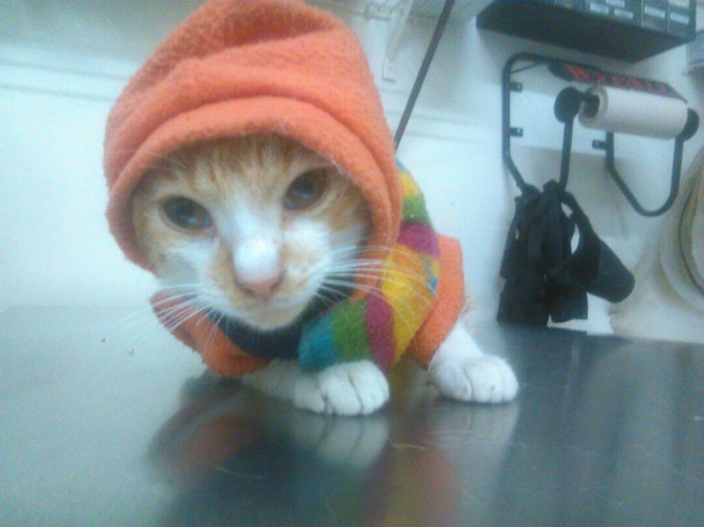 MASCOTASDECALLE's tweet photo. Hoy queremos darles una alegria! este catirito consiguio familia. Uno meno sufriendo en las calles! Gracias Sra. Nubia y flia por adoptarlo https://t.co/dn5IMzjGgd