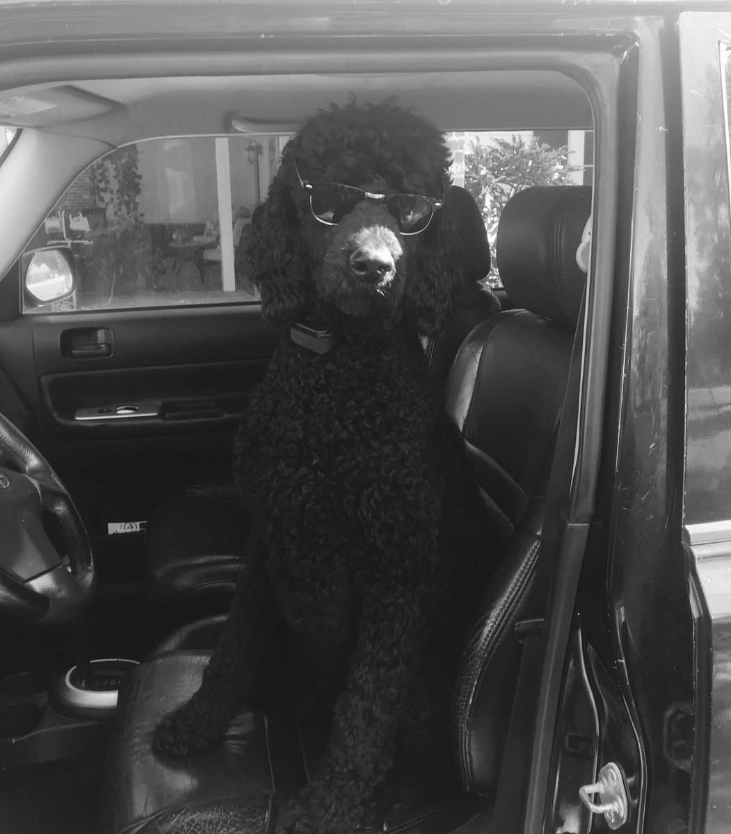 MichaelEfferso1's tweet photo. Had a small photo shoot because Baton was born for the camera!
#Photogenicpets #bornforthecamera https://t.co/5Oj4HR32p6