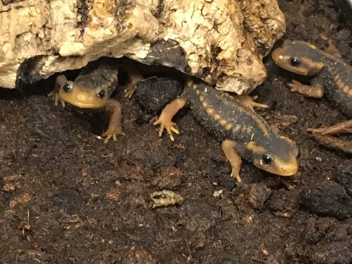 爬虫類倶楽部 大宮店 冬にオススメ生体 アメイロイボイモリ 中国などに生息する陸生いもり 寒さに強く室内であれば無加温で飼育できちゃいます 人が来るとごはんくれよ と寄って来ます ごはんは湿らせたカメの餌やイモリのエサでokです