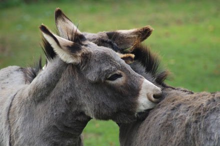 CotsWildTweets's tweet photo. Did you know there is a choice of 51 different animals you can adopt at the Park? Adopt an animal from £25 https://t.co/NRBFG11R7M #SlothAdoption #NakedMoleRats #DonkeyAdoption https://t.co/UY9XZofjwL