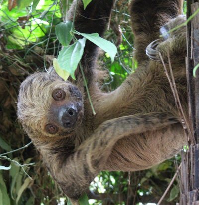 CotsWildTweets's tweet photo. Did you know there is a choice of 51 different animals you can adopt at the Park? Adopt an animal from £25 https://t.co/NRBFG11R7M #SlothAdoption #NakedMoleRats #DonkeyAdoption https://t.co/UY9XZofjwL
