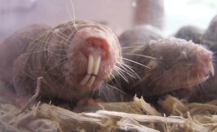 CotsWildTweets's tweet photo. Did you know there is a choice of 51 different animals you can adopt at the Park? Adopt an animal from £25 https://t.co/NRBFG11R7M #SlothAdoption #NakedMoleRats #DonkeyAdoption https://t.co/UY9XZofjwL