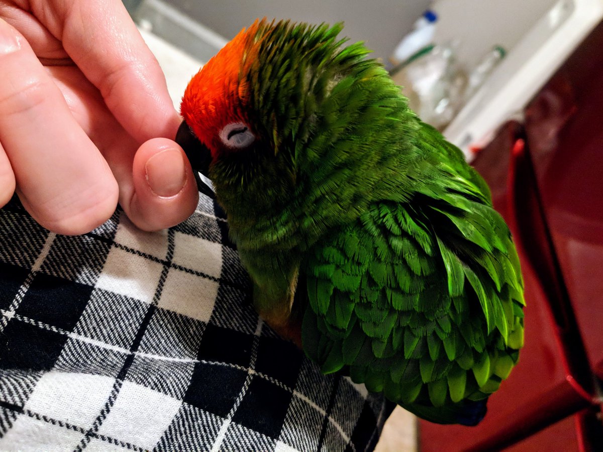 I'd like to take a moment to talk about parrots in human households. See how cute this fuzzface is? He was no longer welcome in his home when he was 5 years old. He had become dangerously aggressive to most of his human flock. Why and how did that happen? I'll tell you, yay!