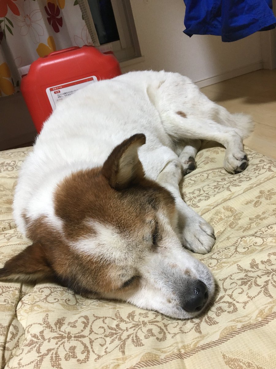 love4kocha's tweet photo. RT @17Lovemomo: 写真上手く映らなかったみたいなので、、
迷い犬保護しました🐶
#迷い犬
#福島にて https://t.co/NER9QUqQjj