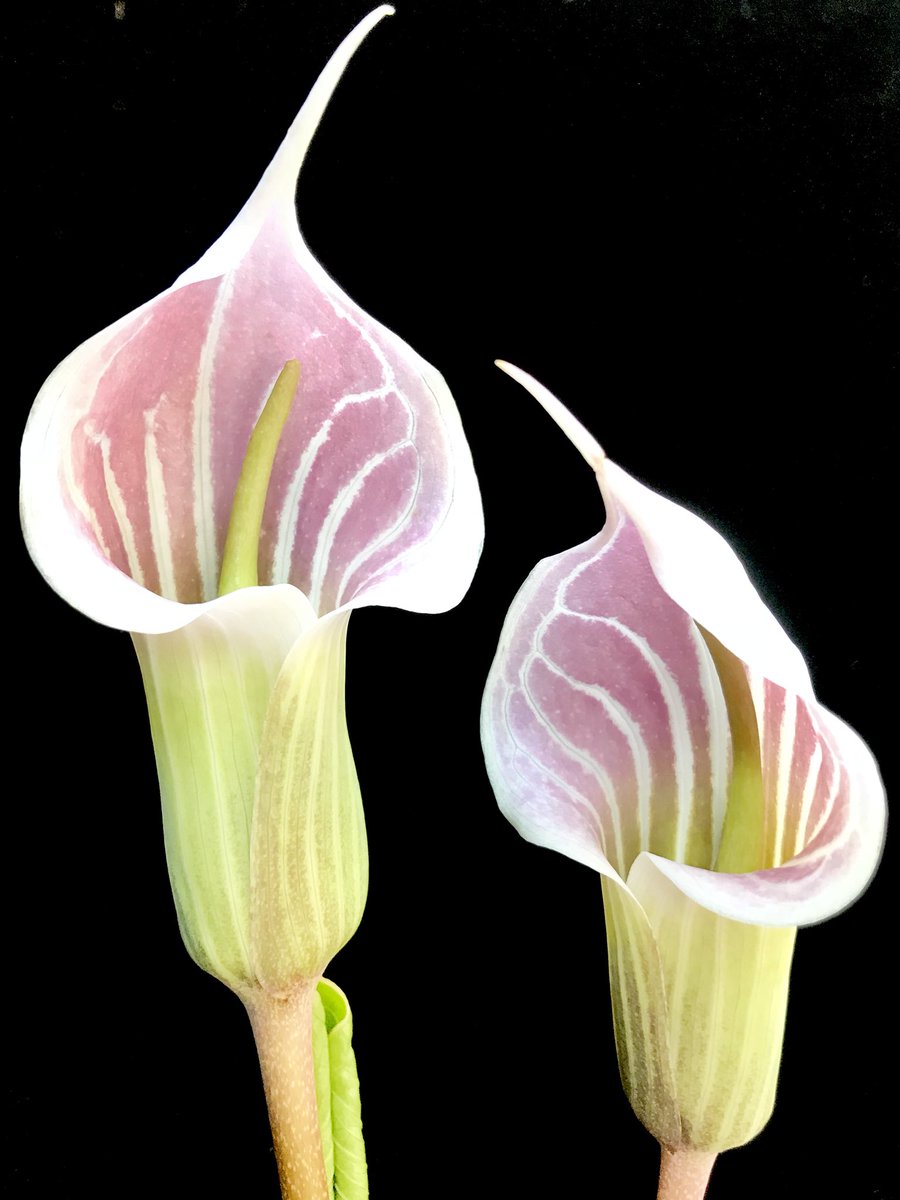 GregBourke3's tweet photo. Arisaema candidissimum is an arum (#Araceae) from China. Plants can change sex from one season to another and can be dioicous (only bearing male or female reproductive parts) or monoicous (bisexual). I’m fortunate this season to have a male and a female! #Arisaema #LearnBotany https://t.co/uExXRZamYR