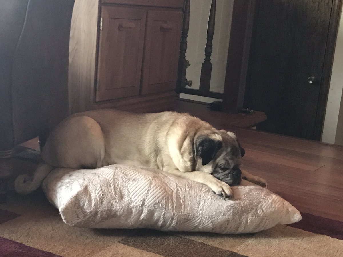 MorningPugs's tweet photo. Rocky enjoying a nap.

Then a visitor shows up. https://t.co/e0DZpdsbgy