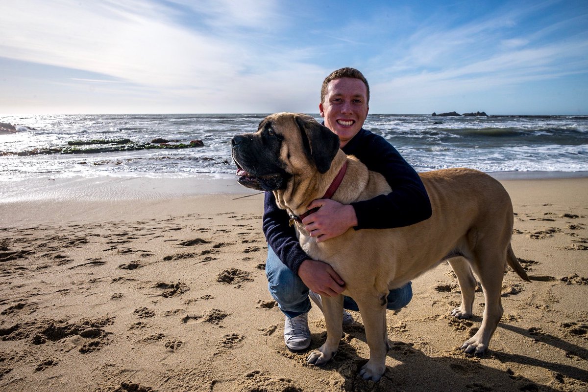 marpmc's tweet photo. English Mastiff from Honors Way, loved by everyone! #dm3kyle https://t.co/o0rQaeSIly