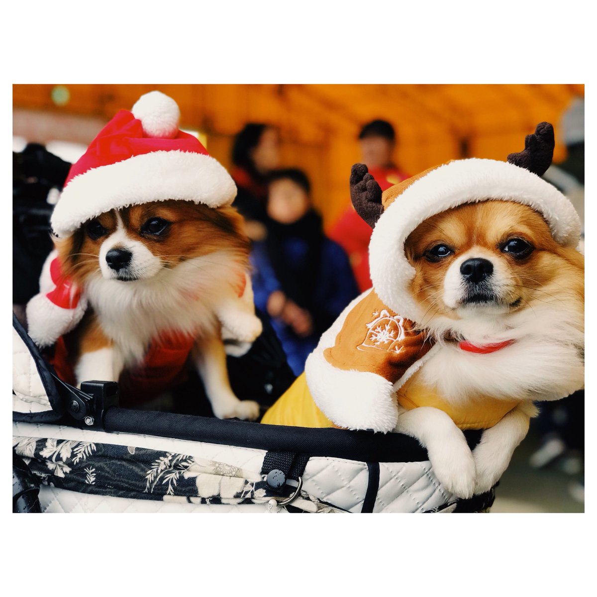 a_win1210's tweet photo. 一足先に

クリスマス

ワンちゃん

#Lism #トリドキ
#リビングフェスタ https://t.co/Qm5eoPyAwq