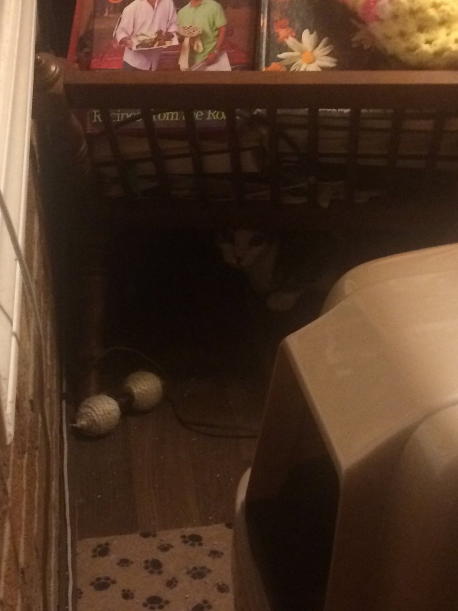 | my grandma’s cat finally came out from hiding—.

>w<