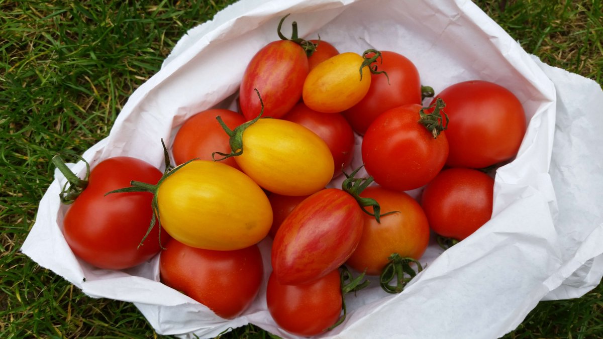 #tomatoes are rich in #lycopene a powerful #antioxidant.  Increase your kids intake with homemade #PastaSauce #healthykidsfood #eatwell