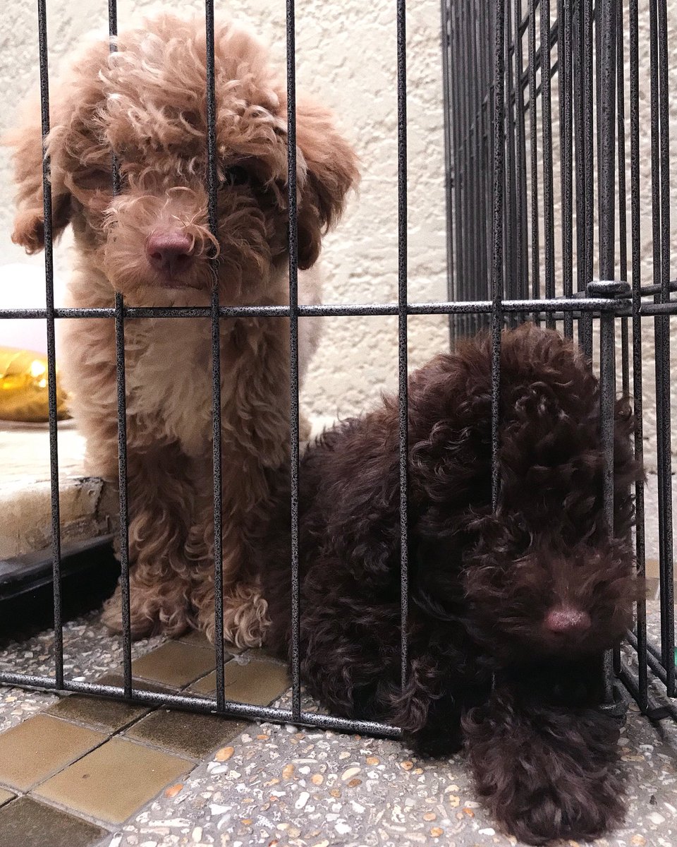 iamAndalioLoisa's tweet photo. Meet our newest babies 🐶❤️
THANK YOU!!!!!!!!!! @iamr2alonte https://t.co/POQeA4YVZT
