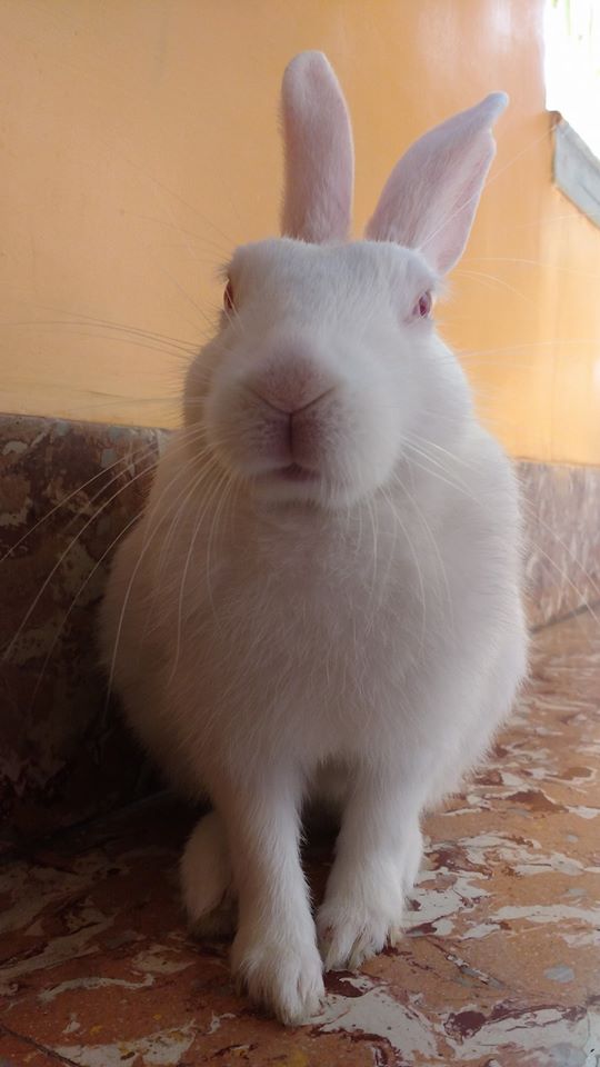 sonamusicg's tweet photo. My cute Bunny🐰 https://t.co/1ZyCtYro6x