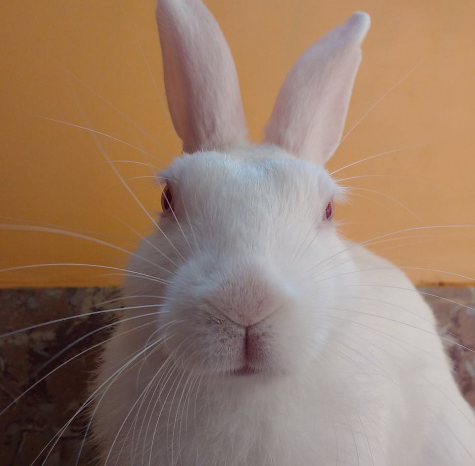 sonamusicg's tweet photo. My cute Bunny🐰 https://t.co/1ZyCtYro6x