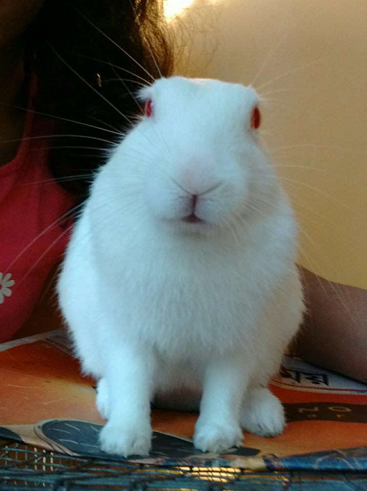 sonamusicg's tweet photo. My cute Bunny🐰 https://t.co/1ZyCtYro6x
