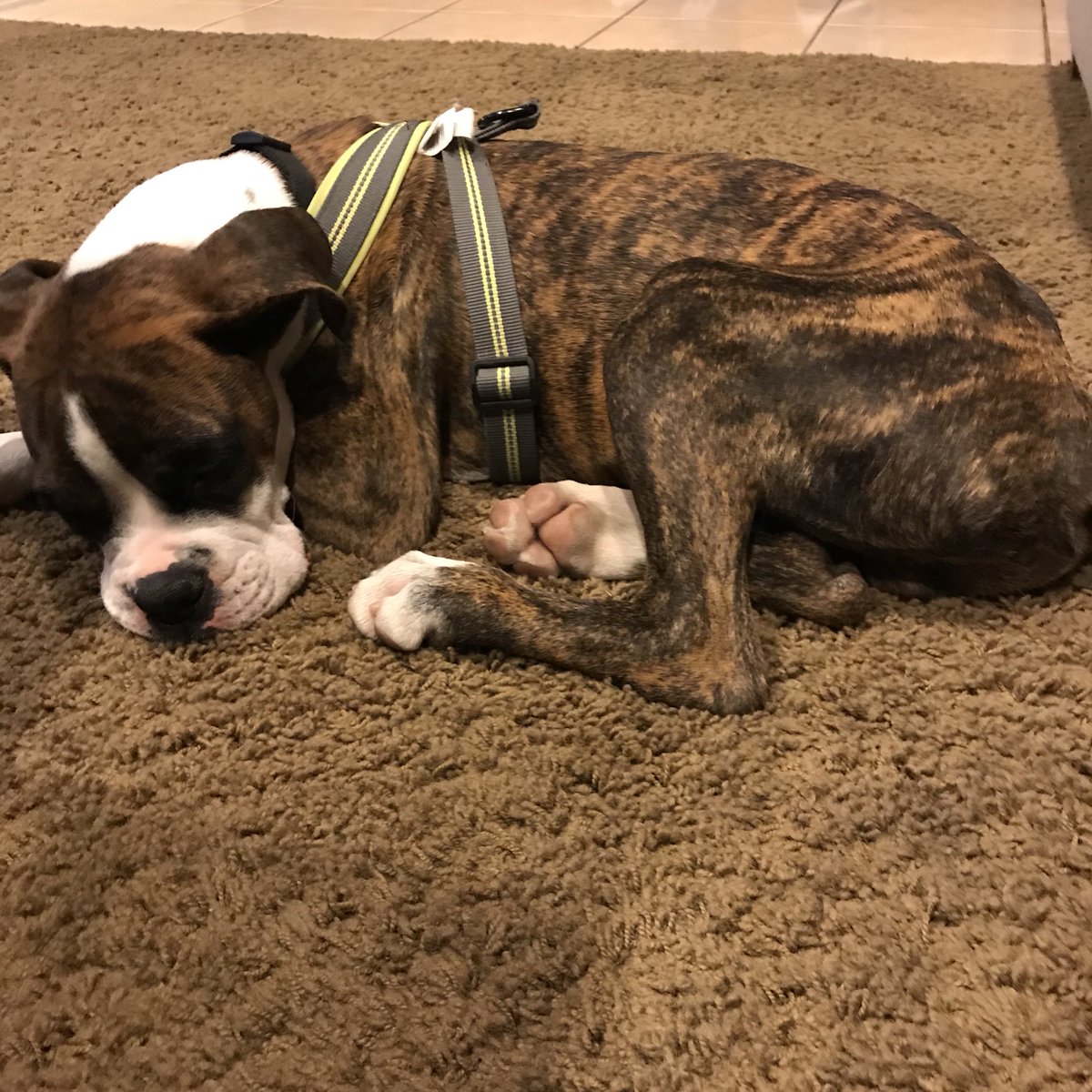 onemileatatime8's tweet photo. Shhhh .. my baby is sleeping 😴 🐶@vicmartinez28 
#BuddyBoy #BoxerDogUnion #BoxersAreTheBest https://t.co/gRkcd5oaGj