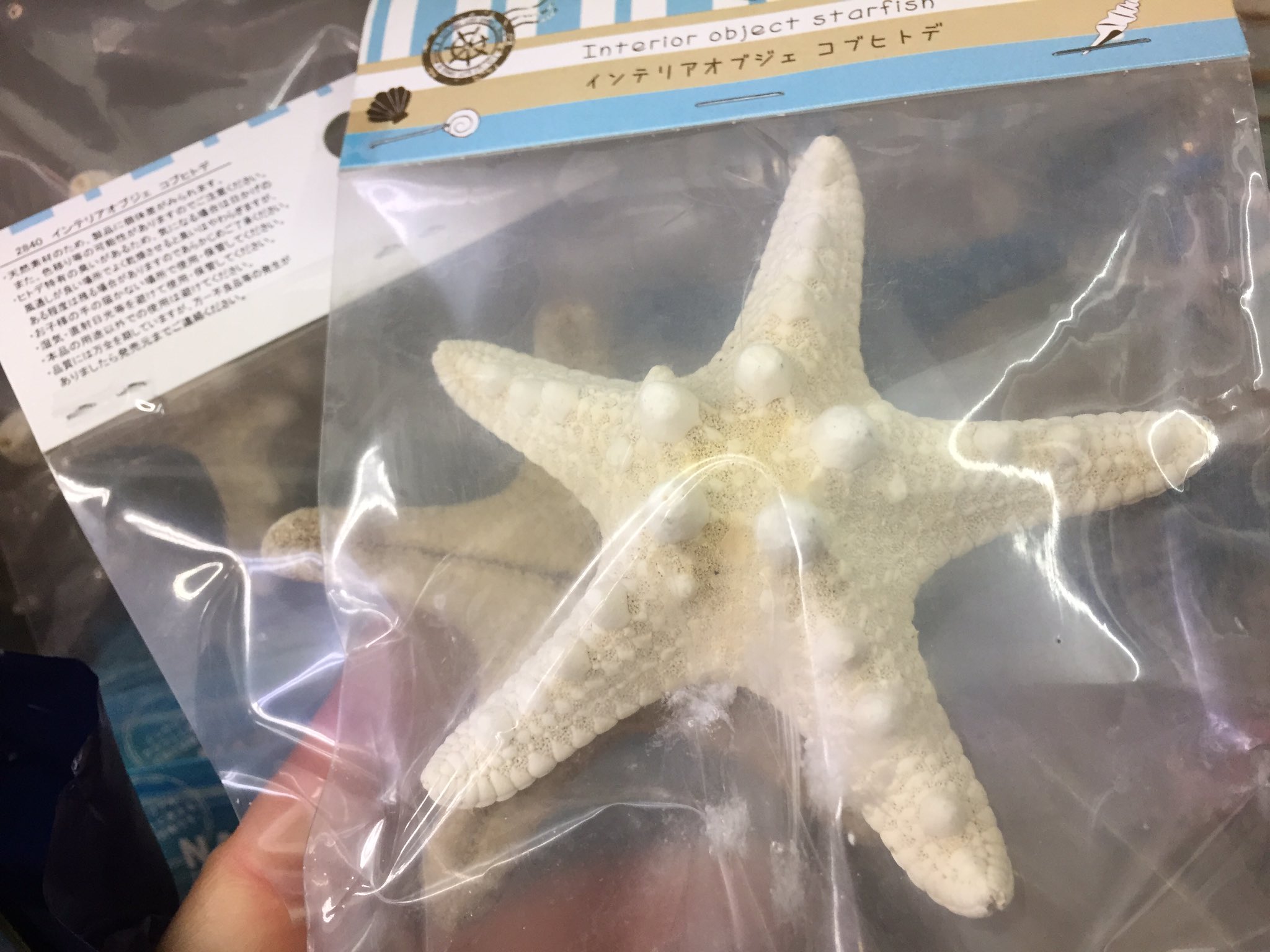 ざざむし の人 100均でコブヒトデの亡骸なんて売ってんのね T Co Hrojnfoukk Twitter ざざむし の人 100均でコブヒトデの亡骸なんて売ってんのね T Co Hrojnfoukk Twitter