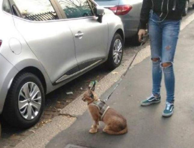 Corriere's tweet photo. La padrona del caracal: «L’ho pagato 10 mila euro» https://t.co/NHAQNzS93i https://t.co/yP470i3cBu