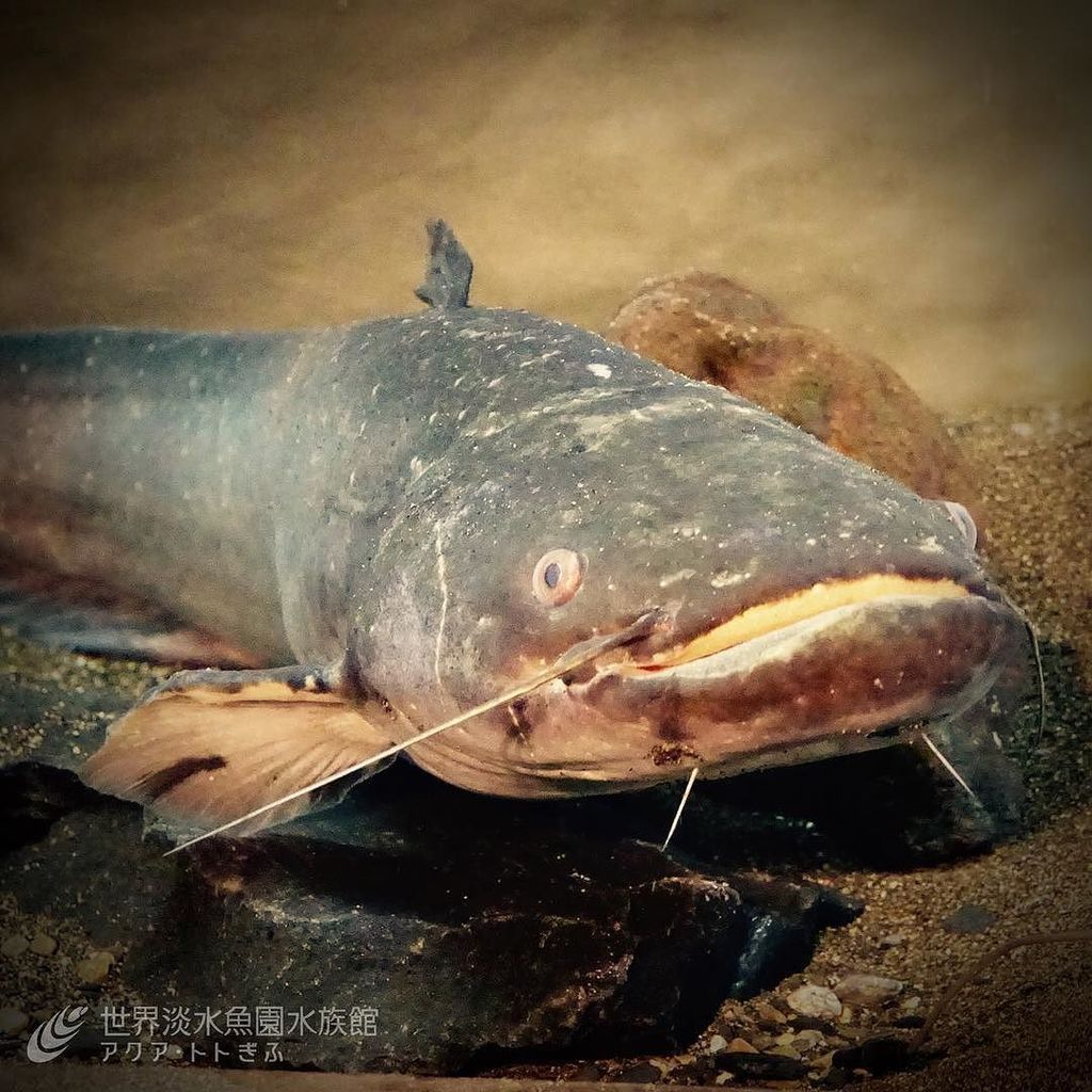 世界淡水魚園水族館 アクア トト ぎふ Auf Twitter 開催中の 世界のナマズ大紀行 も あと2週間で終了です こちらは日本最大のナマズの仲間 ビワコオオナマズ 滋賀県立琵琶湖博物館のご協力で展示しております T Co Fragkjyhfw