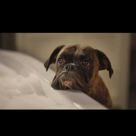 LouiseBrentnall's tweet photo. Just seen the new @ClearScore advert.
Just 1 question.
WHAT DOOOOIN?????
#WheresMoose π£π https://t.co/YqJiZd4wid