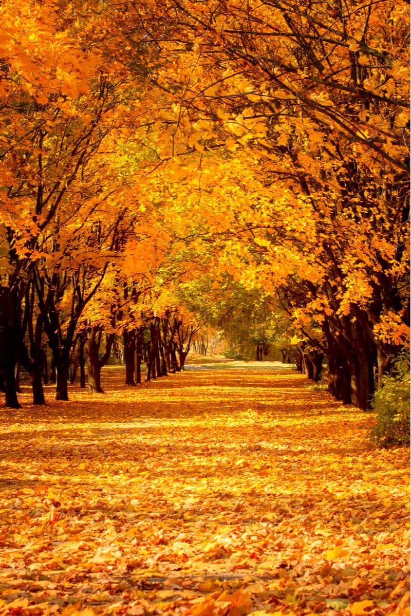 o_sangar's tweet photo. لەگەڵای_وەریوی خەزانی فیراق تێربووم.
خودایە ئارەزومە بەرەو گوڵشەنی سەرسەوزی ئەبەدی بڕۆم!

"مەولانای دڵان" https://t.co/utj5teqj5j