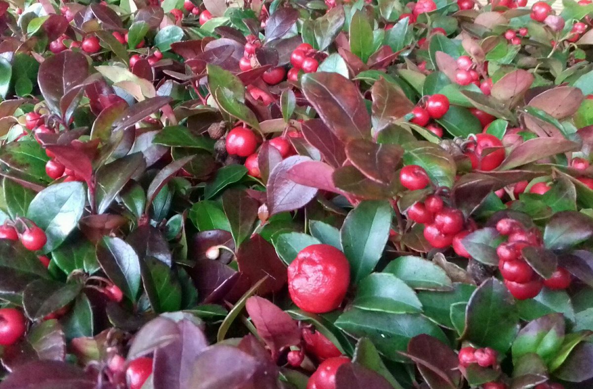 VanHage's tweet photo. Checker Berry (Gaultheria Procumbens) is a hardy evergreen that has bright, beautiful berries throughout Autumn and Winter @VanHage Requires full sun or half shade and must never dry out so keep it moist but not waterlogged.
#checkerberry
#redberries
#brightcolours https://t.co/0kEbhS6H0F