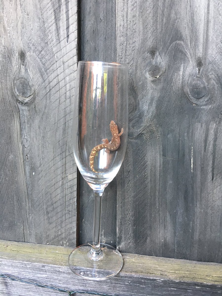 EmilyPottsy's tweet photo. Flat out drinking like a lizard in this heat #Straya https://t.co/uT1tZWbVw4