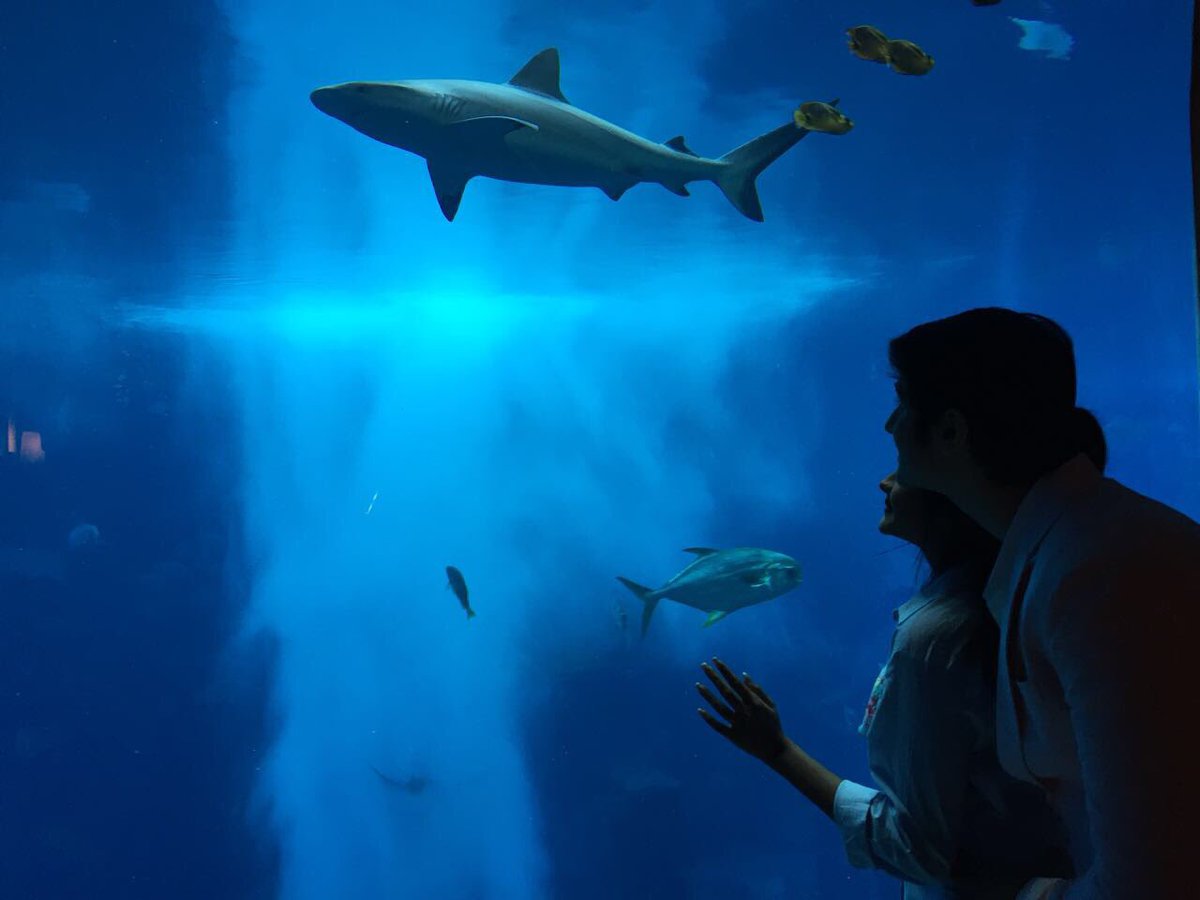 The marine mood 💙 #Underwater #HangingOutWithTheSharks #Vacation #Dubai #DubaiDiary