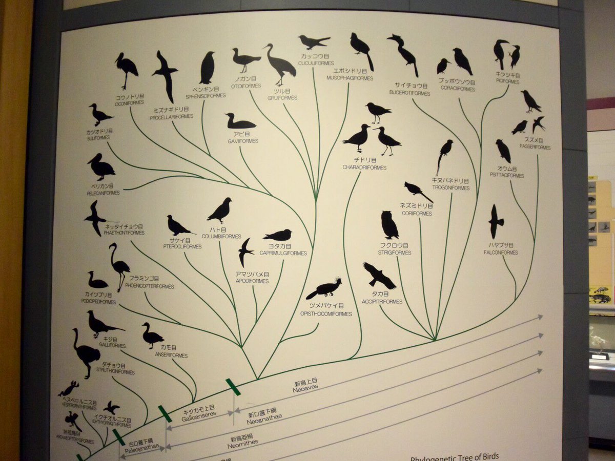 オカメインコ ココ Auf Twitter 見入ってしまった鳥の系統図 壁紙にして見ていたい なんて言っていたら売店で鳥博tシャツ売っていました 買わなかったけど