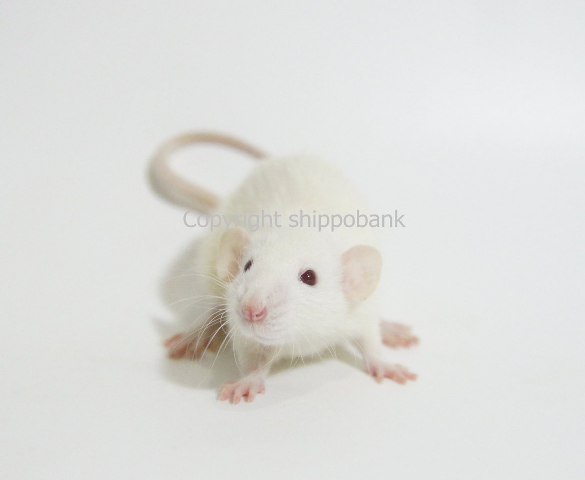Rex Coat Blue Rex Dumbo Rat Russian Blue Dumbo Rex Rat ?Dumbo Rex Straight  Coats Baby, image size:1200x984