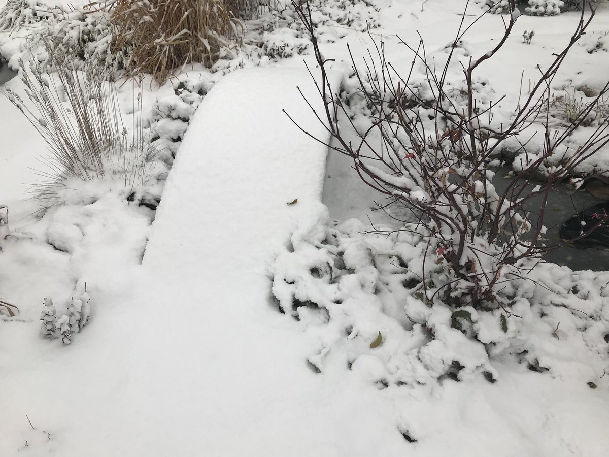 holhage's tweet photo. winter in my garden #wintergarden #winter #jardin #garden https://t.co/5eIlAodUvk