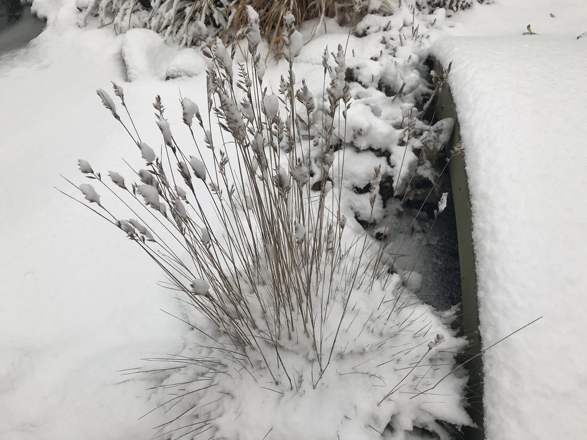 holhage's tweet photo. winter in my garden #wintergarden #winter #jardin #garden https://t.co/5eIlAodUvk