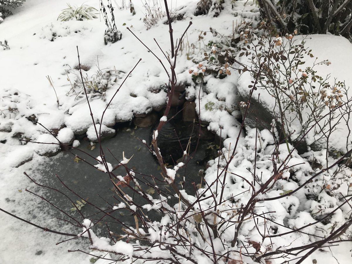 holhage's tweet photo. winter in my garden #wintergarden #winter #jardin #garden https://t.co/5eIlAodUvk