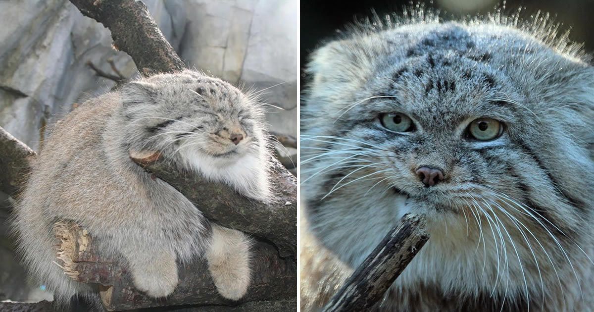 9GAG's tweet image. Pallas's Cat Is The Most Expressive Cat In The World
9gag.com/gag/apQ71Vp?re…