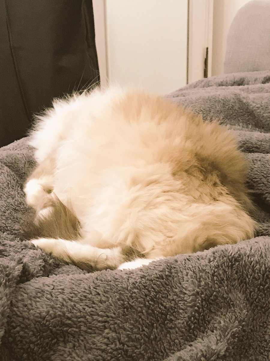 lindathesinner's tweet photo. @myleftfang Randy 🐻 is a SnoozeGod! Been here since 7am keeping me company as I nurse a cold. #GoodBoy #CatsOfTwitter #cyat https://t.co/YDSqmZX9a4