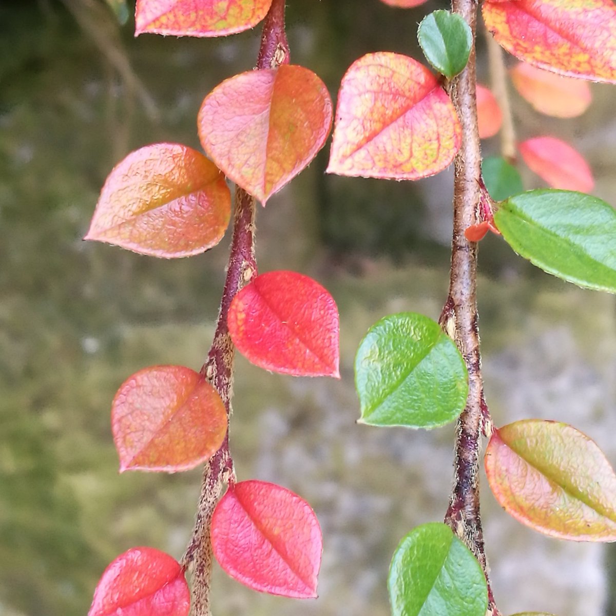 janmannell's tweet photo. Loving the colours of these pretty leaves #winter #naturalworld #Yorkshire https://t.co/XdOfdfvLeP