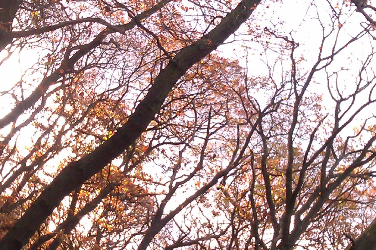 Yesterdays late afternoon autumnal amble #DulwichPark #SydenhamWoods