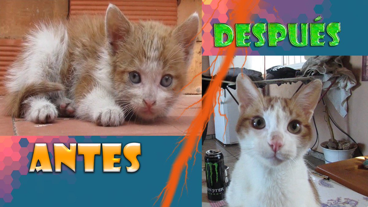 IronBoxOfficial's tweet image. Tenemos una sorpresita para vosotros! youtu.be/XmadYLUJFcA ¿Os acordais de el?